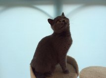 Beau2