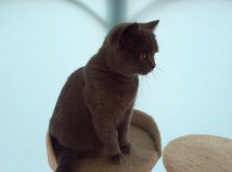 Beau3