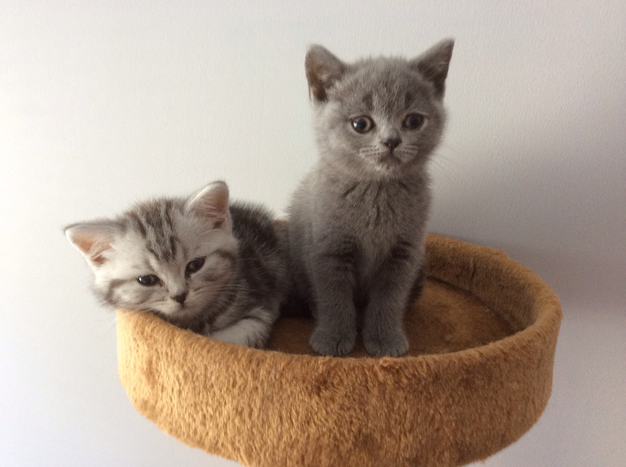 Kittens