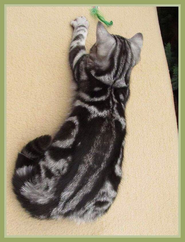 Kitten