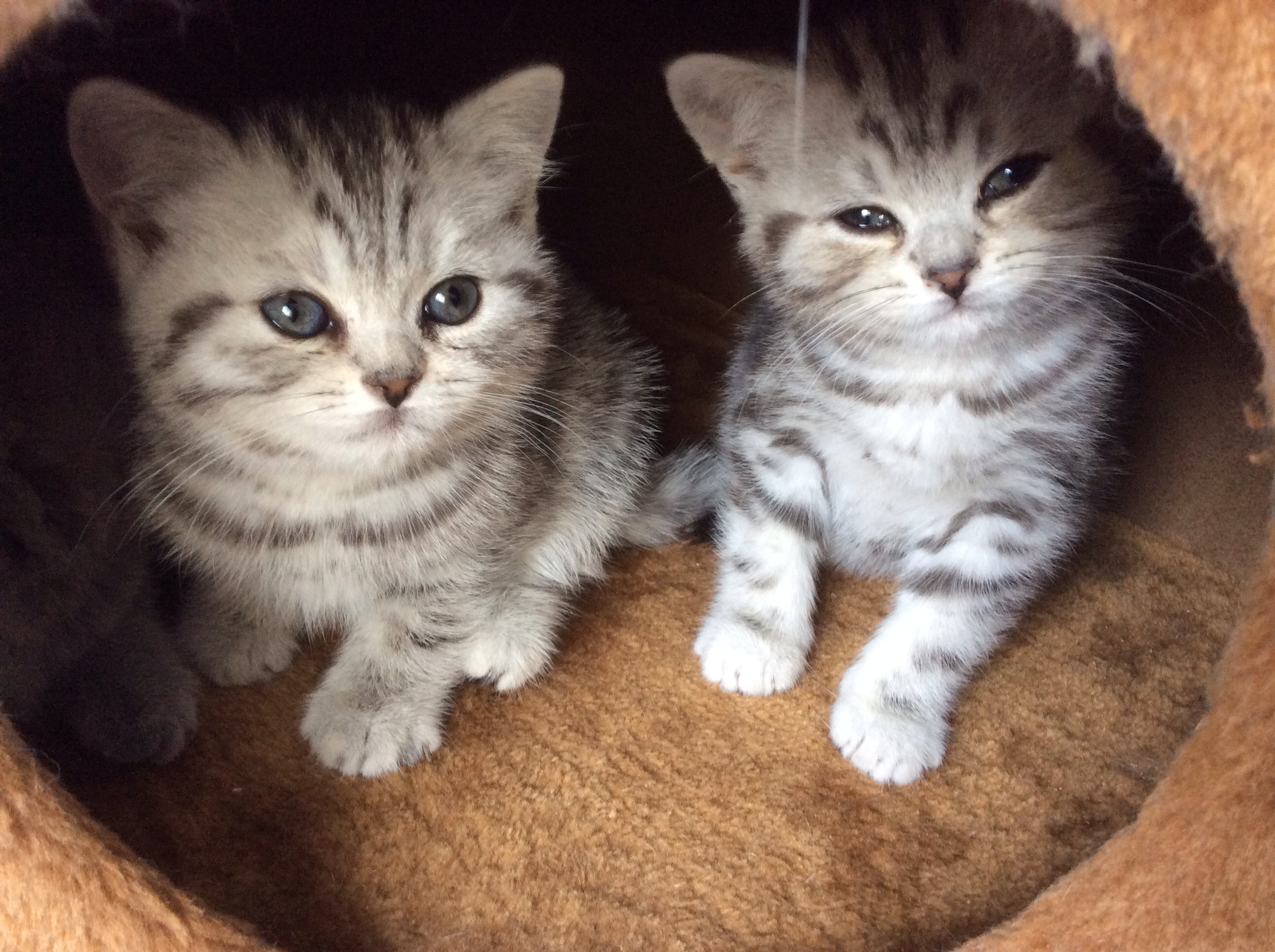 Kittens