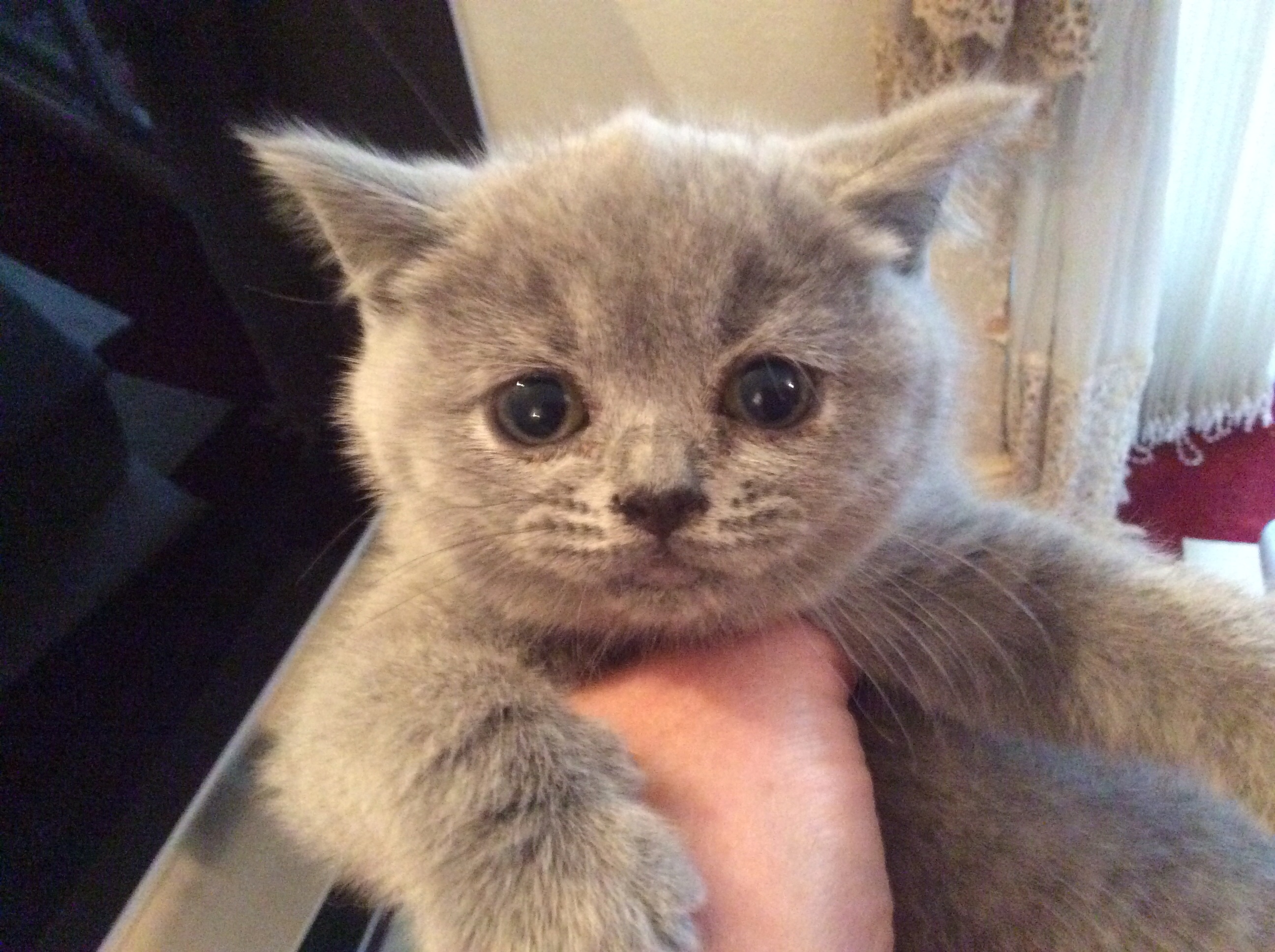 Kitten