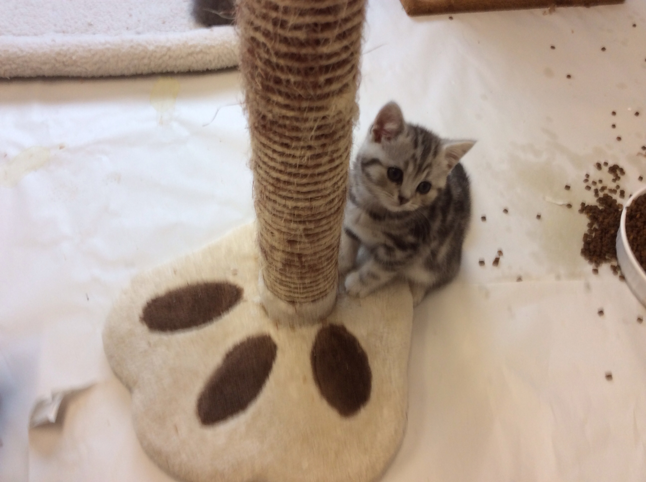 Kitten