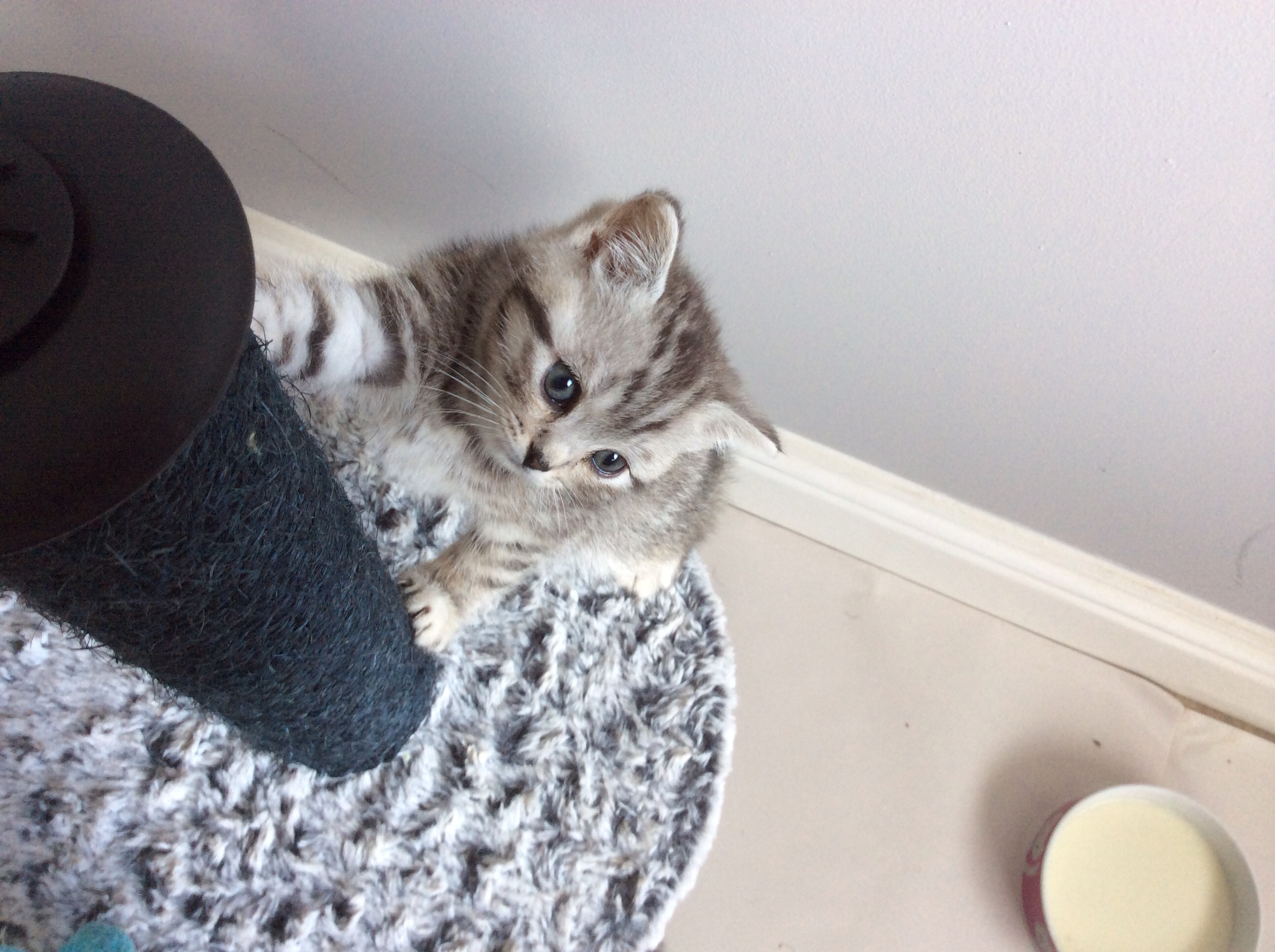 Kitten