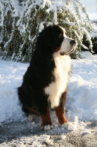 Deltamore Golden Retrievers Bernese Mountain Dogs Nothampton Uk